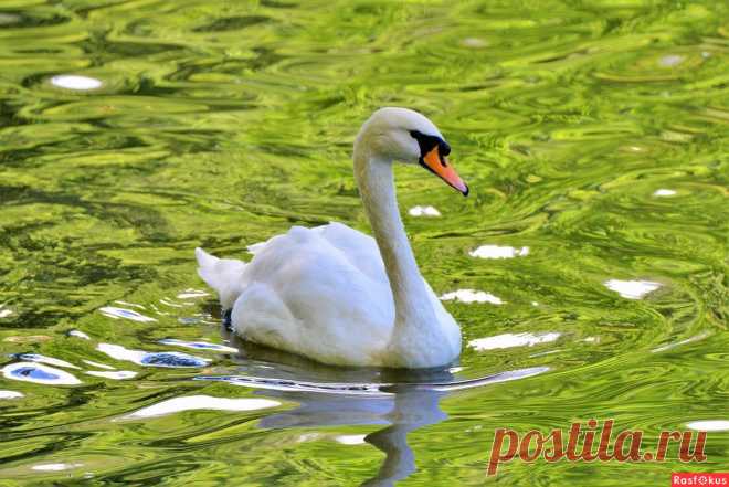 Фото: Лебедь. Фотограф Константин Анисимов. Фото животных - Фотосайт Расфокус.ру