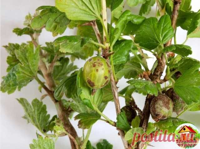 БОРЕМСЯ С ВРЕДИТЕЛЯМИ КРЫЖОВНИКА
Крыжовник довольно часто становится жертвой нашествия огневок, тли и пилильщиков. Для защиты от них можно использовать зольный настой (1 кг древесной золы на три литра воды). Обработку следует проводить весной. При необходимости опрыскивание повторяют после периода цветения. 
 
Еще один бич крыжовника – мучнистая роса, о которой сигнализируют серые пятна на листьях и побегах. Эффективным средством для ликвидации заболевания являются раствор...