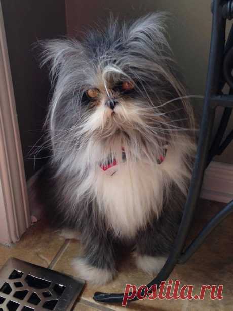 Pets photos - Yummypets
