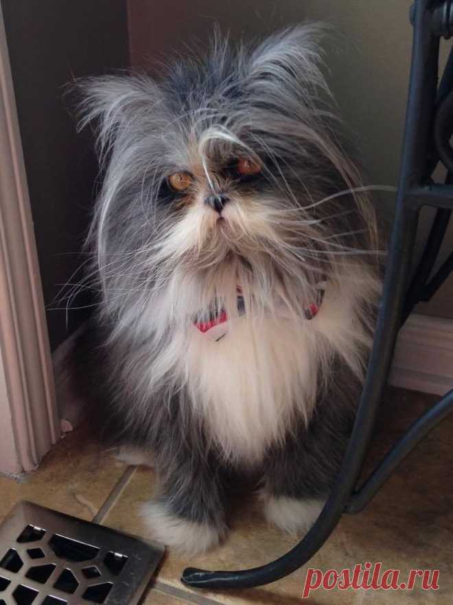 Pets photos - Yummypets