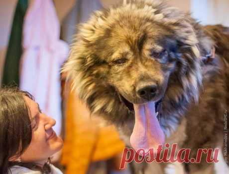 Четвероногие доноры