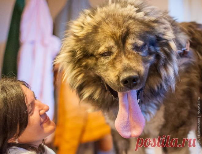 Четвероногие доноры