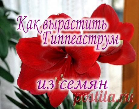 Гиппеаструм. Как вырастить гиппеаструм из семян. Пошаговое руководство. Гиппеаструм. Амариллис Гиппеаструм. Как вырастить гиппеаструм из семян. Гипераструм. Гиперастум. Амариллис. Размножение гиппеаструма семенами. Как вырастить гиппеаструм из семян.Ра...