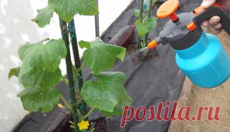 #огурцы 
ЧЕМ ОПРЫСКАТЬ ОГУРЧИКИ , ЧТОБЫ НЕ ОСТАТЬСЯ БЕЗ УРОЖАЯ
Чтобы получить богатый урожай огурчиков, нужно их регулярно подкармливать.
 Для этого отлично подойдет хлебная закваска. Приготовить ее просто. Наполните ведро на 2/3 нарезанными корочками черного хлеба, залейте водой и придавите чем-нибудь тяжелым. Иначе корки будут всплывать, когда хлеб начнет закисать. Поставьте ведро в теплое место на неделю. Такие подкормки можно проводить раз в неделю Полученную закваску ...