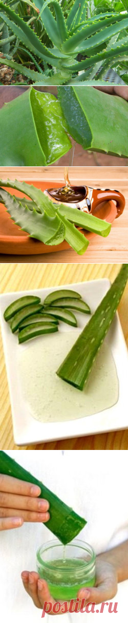 Алоэ – полезные свойства и применение алоэ — Всегда в форме!