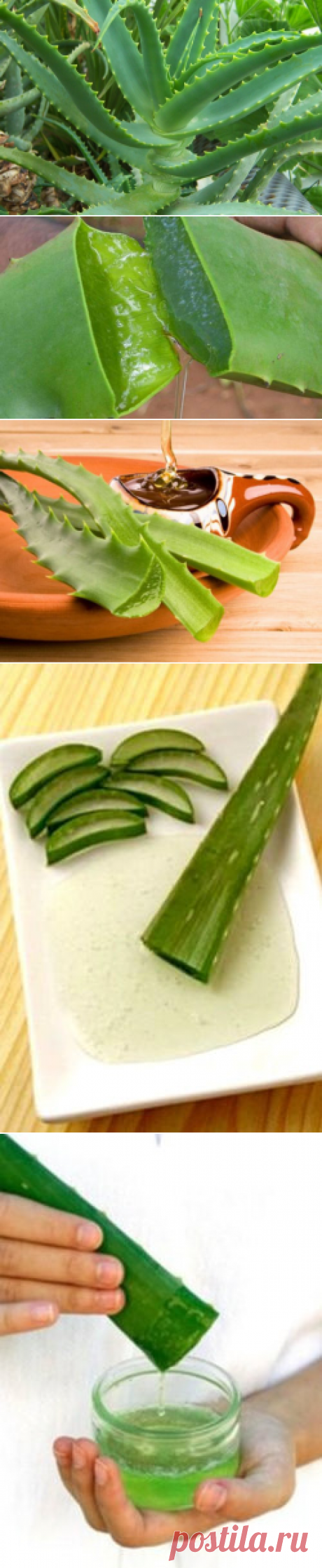 Алоэ – полезные свойства и применение алоэ — Всегда в форме!