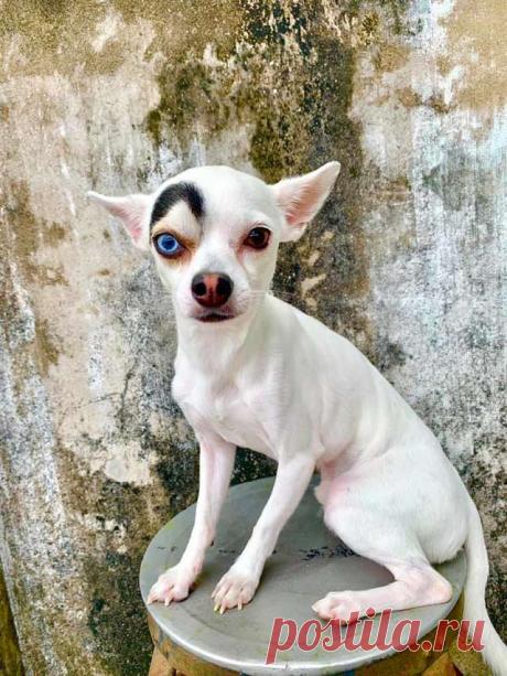 Cãozinho chama a atenção de todos por causa de sua aparência única