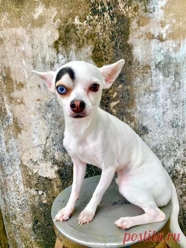 Cãozinho chama a atenção de todos por causa de sua aparência única