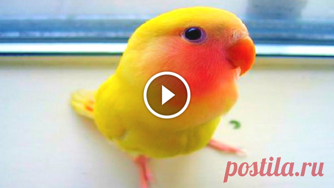 FUNNIEST PARROTS EVER