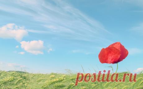 Мак, красный, поле, пшеница, колосья, небо обои, фото, картинки