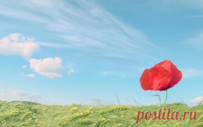 Мак, красный, поле, пшеница, колосья, небо обои, фото, картинки