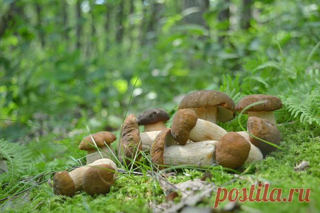 Клондайк :)  Фото: © Константин Байдин.  Сезон белых грибов.  Июль, 2015. Хабаровск, Дальний Восток, Россия  | Клондайк :) — National Geographic Россия