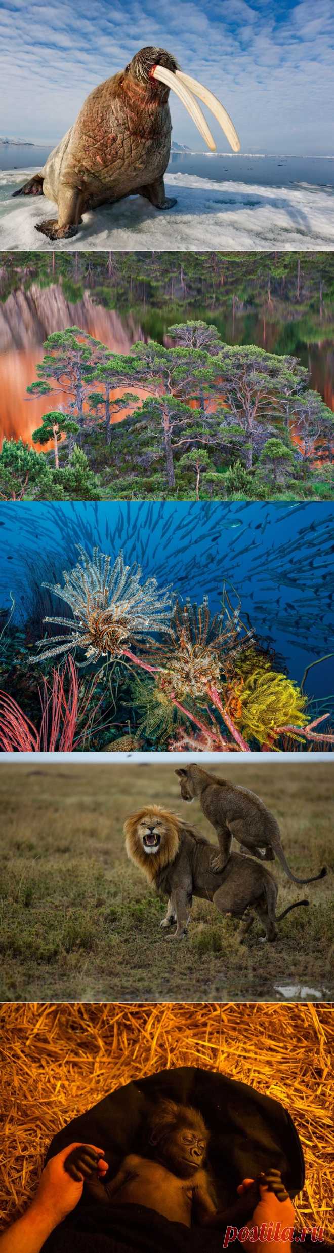 Лучшие фотографии за ноябрь от National Geographic Россия (2013) | В мире интересного