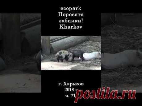 █ ЭкоПарк Харьков ч.71 / Поросята забияки! / 2018 г #shorts