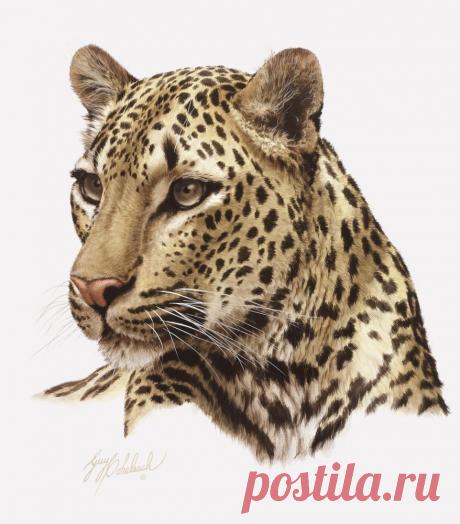 Кошачьи портреты Гая Коэлича - Искусство животных Гая Коэлича