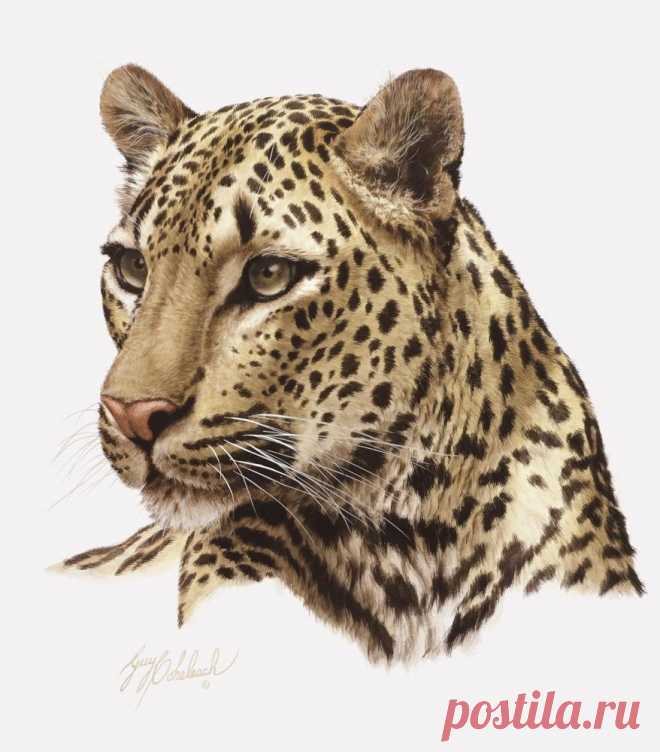 Кошачьи портреты Гая Коэлича - Искусство животных Гая Коэлича