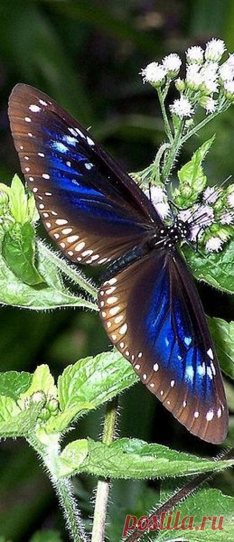 Plain-Blue-Crow [Euploea modesta]. Эуплея (род включает несколько десятков видов) встречается от Коморских островов до Фиджи, Самоа и Таити в Тихом океане. В быту многих Эуплей называют &quot;воронами&quot; | Anthe Parthenakis приколол(а) это к доске Butterflies