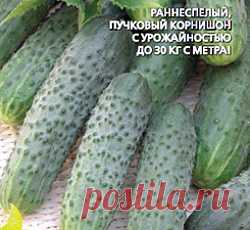 Огурец Чемпион F1 семена - низкая цена, описание, отзывы, продажа