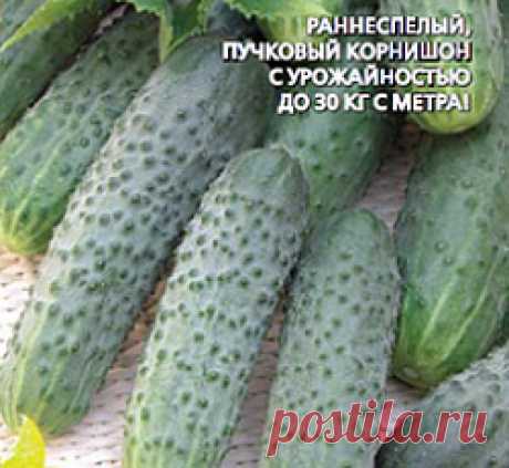 Огурец Чемпион F1 семена - низкая цена, описание, отзывы, продажа