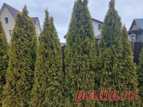 Главное в уходе за туями: как сделать хвойники красивыми и здоровыми – советы опытных садоводов. Туи часто используются в ландшафтном дизайне для создания неповторимой атмосферы в саду.