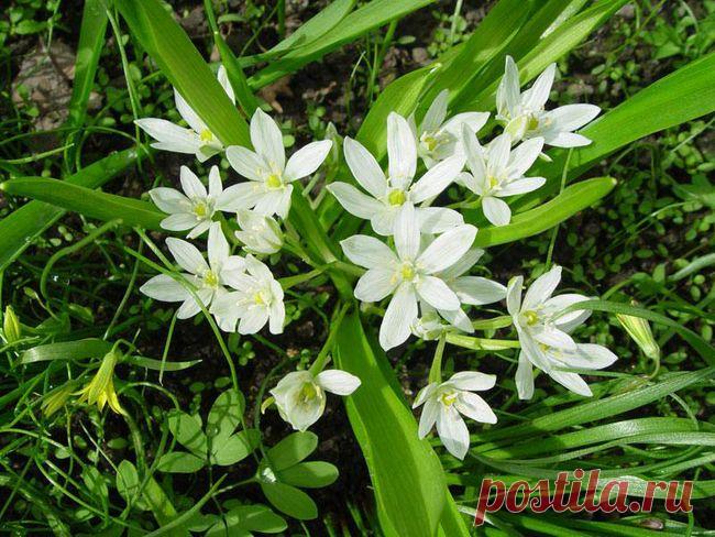 Птицемлечник: описание растения, уход, посадка, применение в ландшафтном дизайне