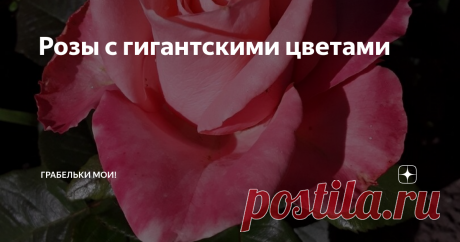 Розы с гигантскими цветами Есть сорта чайно-гибридных роз, которые поражают новичка  наповал. Все дело в размере цветка. Цветки кажутся огромными, гигантскими. А ты сам себе кажешься волшебником - раз сумел вырастить такое в чистом поле на бурьяне.
Это тот случай, когда при каждом роспуске цветка хочется немедленно побежать за рулеткой, чтобы проверить - побила ли роза по величине свой прошлый рекорд? Но другие розы