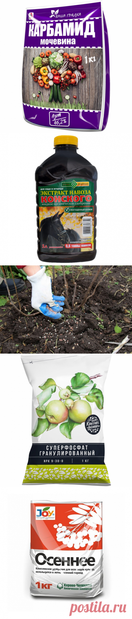 Чем и как подкормить крыжовник график сезонных подкормок