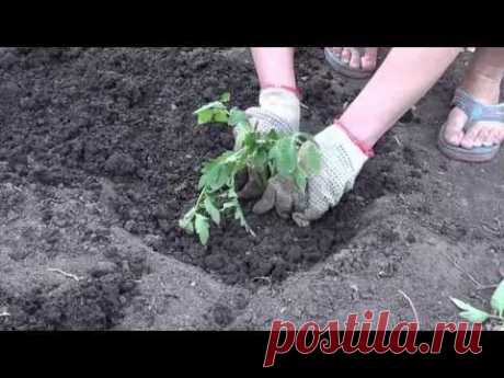 Высадка рассады томатов: 8 полезных видеосюжетов / томаты / 7dach.ru