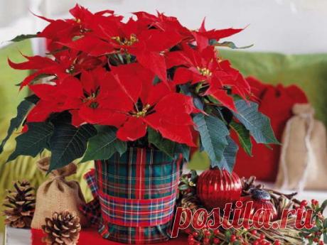 Цветок рождественская звезда: как ухаживать дома Цветок рождественская звезда зимой выглядит очень эффектно за счет красных листьев на макушках побегов. Грамотные уход и обрезка растения