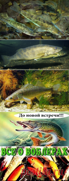 Судак обычно размножается с апреля по июнь. Группы самцов собираются на участках покрытых гравием и камнями.