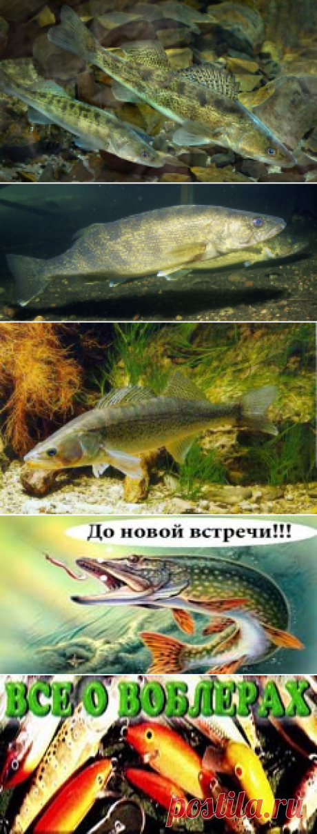 Судак обычно размножается с апреля по июнь. Группы самцов собираются на участках покрытых гравием и камнями.