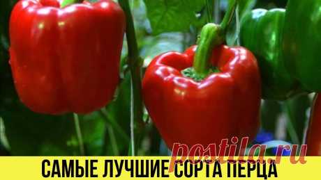 Вот они САМЫЕ лучшие СОРТА ПЕРЦА для теплиц с большим урожаем Описания и характеристики