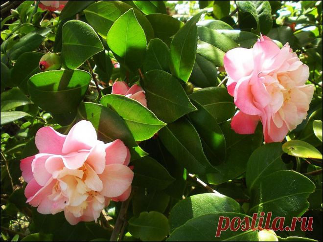 Камелия: виды и фото, посадка и уход за цветком
