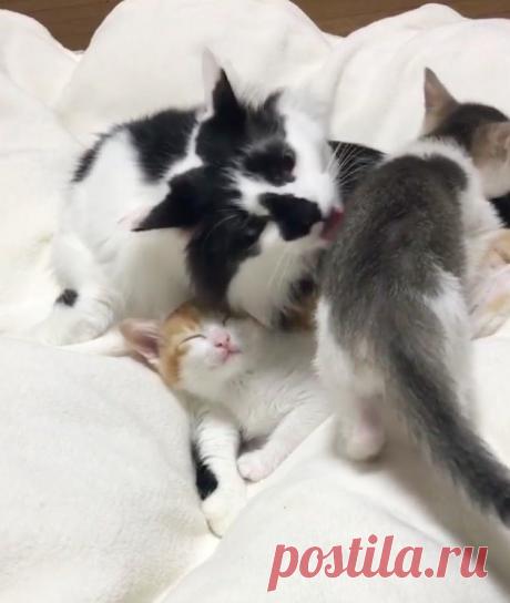 Эти милые сиротки сами выбрали себе папу-кота…