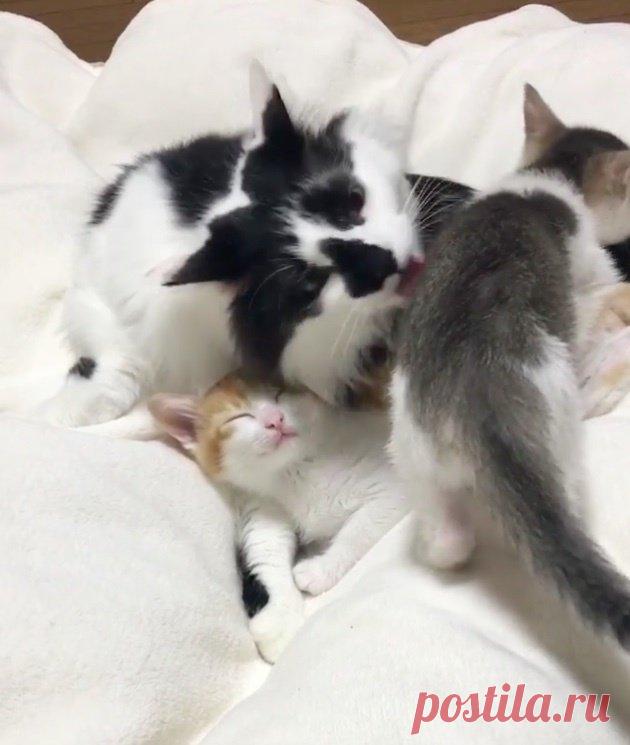 Эти милые сиротки сами выбрали себе папу-кота…
