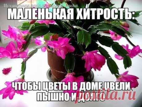 МАЛЕНЬКАЯ ХИТРОСТЬ: ЧТОБЫ ЦВЕТЫ В ДОМЕ ЦВЕЛИ ПЫШНО И ДОЛГО!
Давно ли Ваш любимый цветок цвел, как в магазине цветов, не помните? Вот и я уже почти позабыла. Вроде и подкармливаю его, а он все не радует пышным цветением. 
Маленькая хитрость: чтобы цветы в доме цвели пышно и долго!
Но вот недавно зашла в гости к подруге, а у неё цветы просто загляденье, все цветут, как на подбор. Как же так? Оказывается есть одна маленькая хитрость, для того чтобы цветок цвел пышно и долго нужна специальная подкор