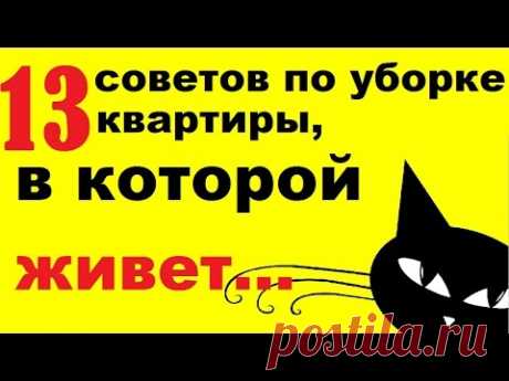 Как удалить запах кошачьей мочи – проверенные способы — Кот Обормот