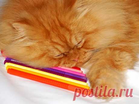Рыжий перс Garfi