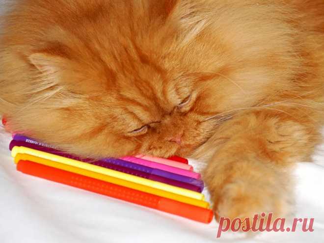 Рыжий перс Garfi