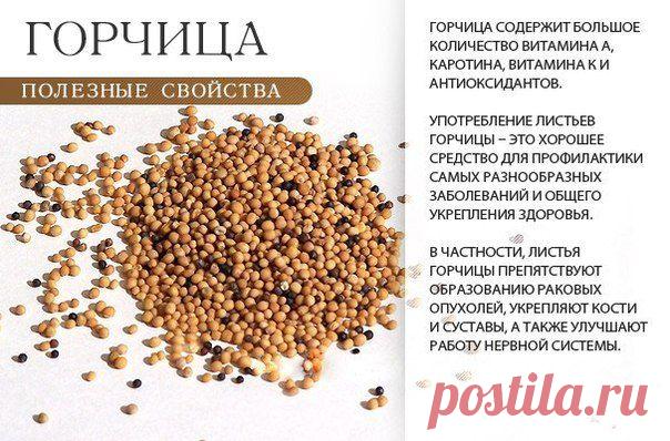 Полезные свойства горчицы