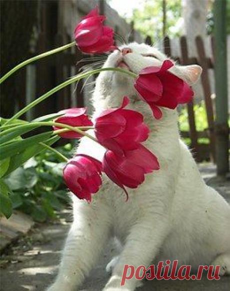 Котики - муркотики