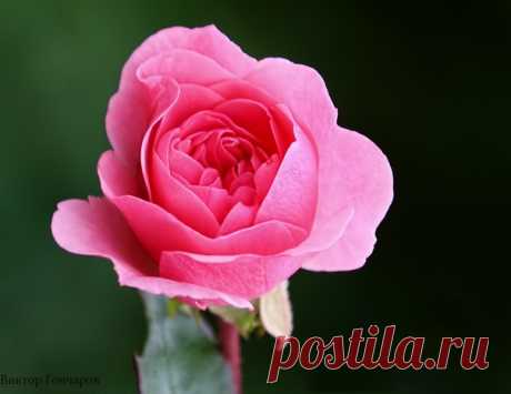 📸 #Виктор_Гончаров🌹