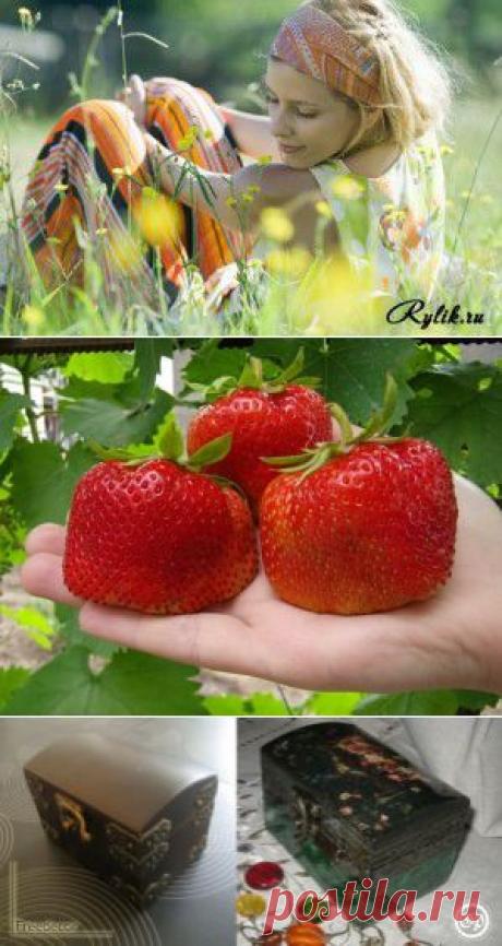 Выращиваем клубнику у себя дома в... мешках | Женский журнал