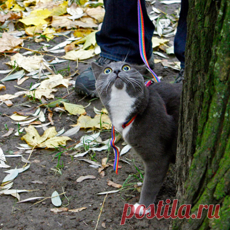 "Сдаюсь! Унесите меня домой!": Эти глаза кошек, которые вышли на улицу первый раз в жизни (+смешные фото) | Лариса Кречетова | Яндекс Дзен