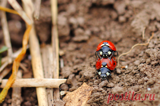 «Микропастбище. Коровы и пастух...» ( Семиточечные божьи коровки (Coccinella septempunctata, Ladybugs) )