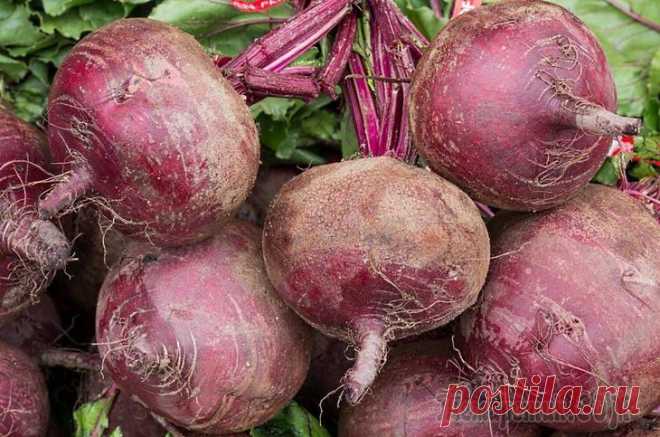 Как вырастить крупную, вкусную, здоровую свеклу