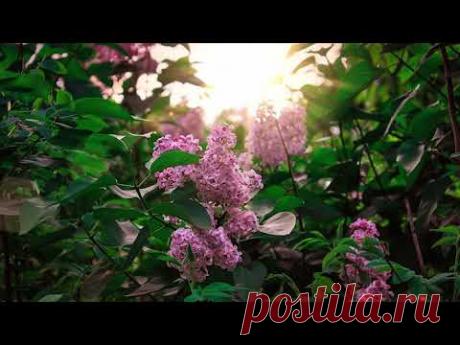 DANIEL SI EMANUELA HIRTIE - In pustiu nu sunt izvoare