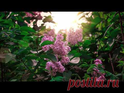 DANIEL SI EMANUELA HIRTIE - In pustiu nu sunt izvoare