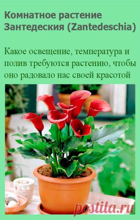 Комнатное растение Зантедеския (Zantedeschia). Этот небольшой род луковичных растений назван в память об итальянском ботанике XIX в. Ф. Зантедески. Вид, наиболее часто встречающийся в продаже и популярный в промышленном цветоводстве, - зантедеския эфиопская (Z.aethiopica). Иначе это растение называют эфиопской калой.