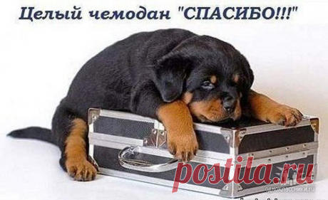 Целый чемодан СПАСИБО!!!